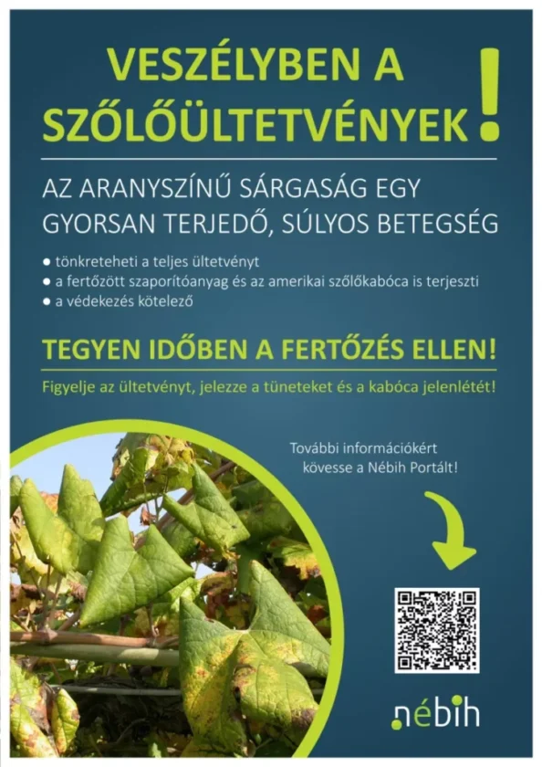 szolo aranyszinu sargasag plakat 724x1024